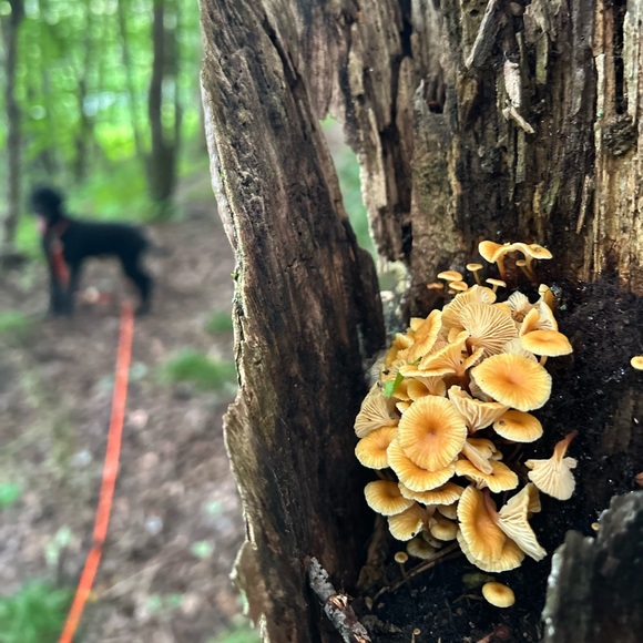 Meet your Posher, Sarah - Picture 2 of 9